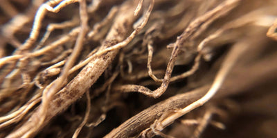 Vetiver