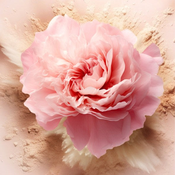 The Rose Fragrance
