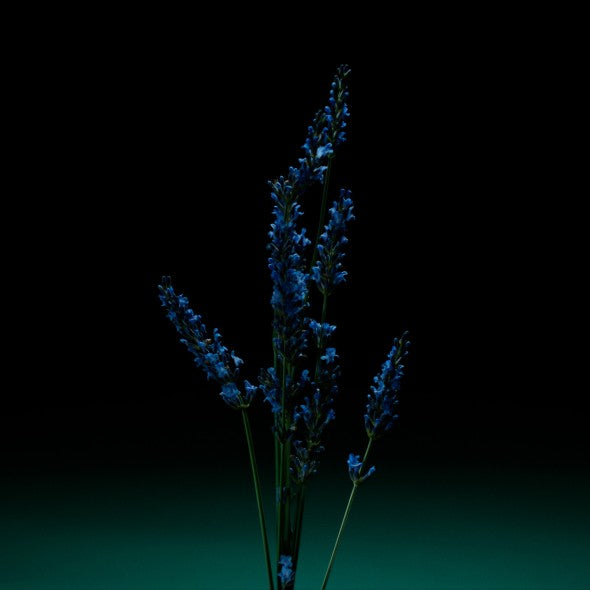 <p>The lavender</p>