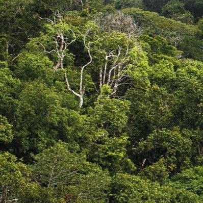 <p>Notre partenariat avec Cœur de Forêt</p>