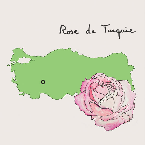 Rose at CARON